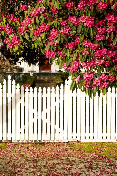 Scalloped Fence Building